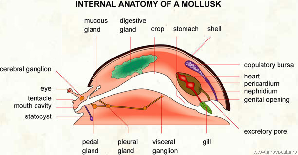Mollusk  (Visual Dictionary)